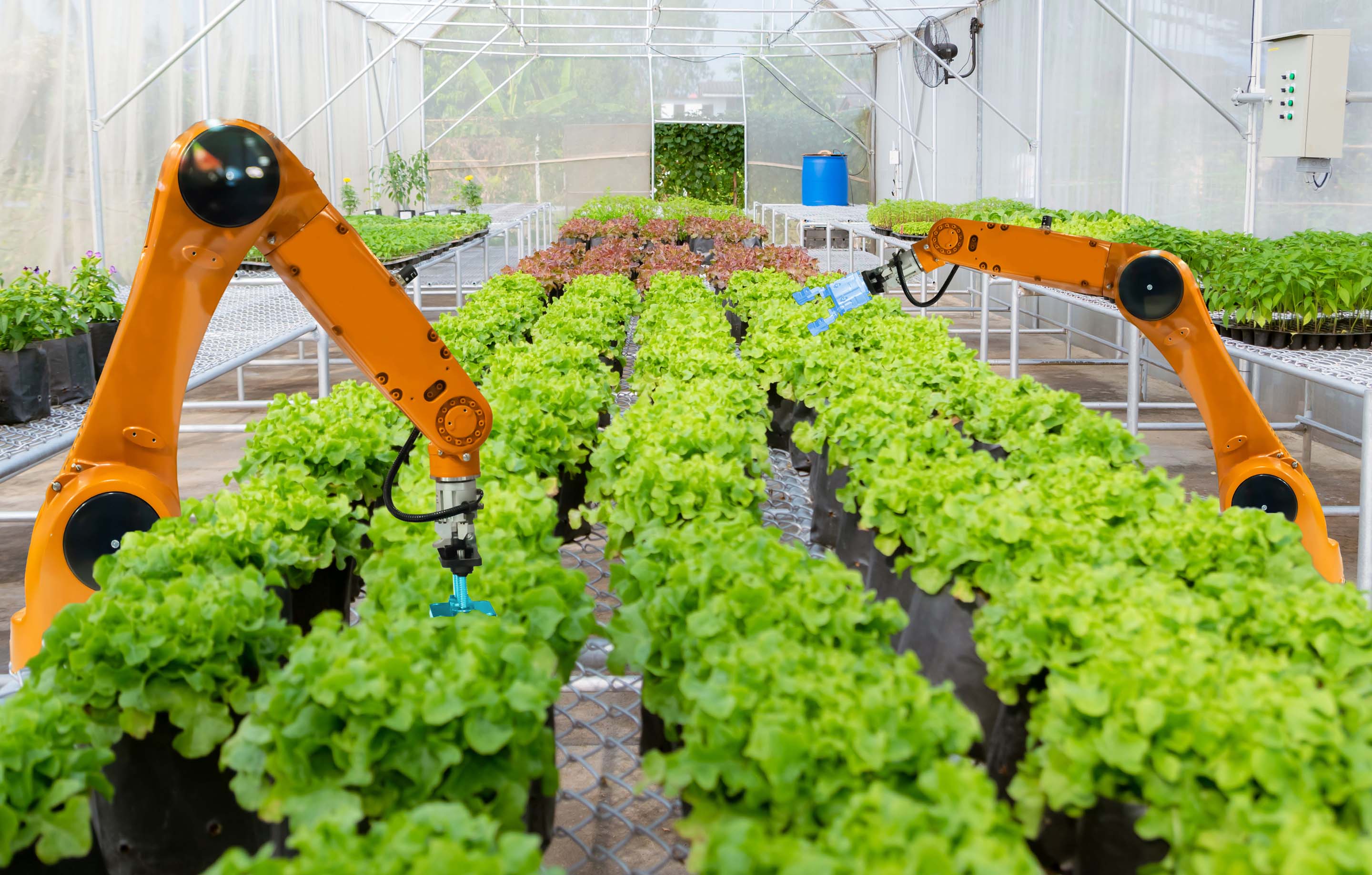 Развитие овощеводства. Роботы в сельском хозяйстве. Инновации в сельском хозяйстве. Инновации в растениеводстве. Роботы в растениеводстве.